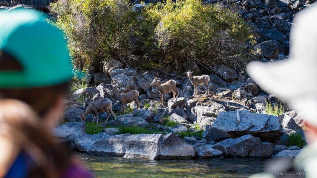 Wildlife Viewing on Rafting Trip