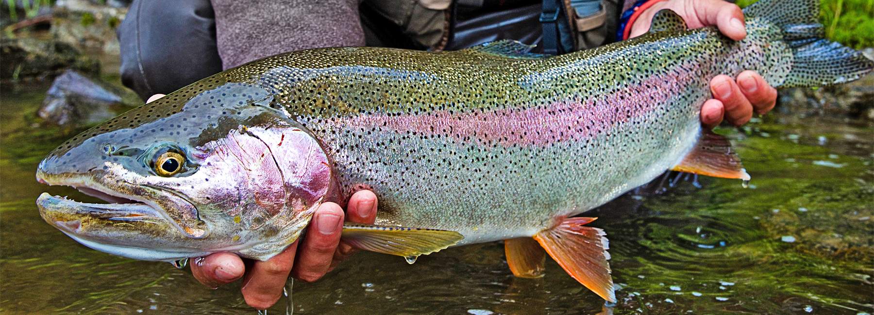 Salmon River Trout